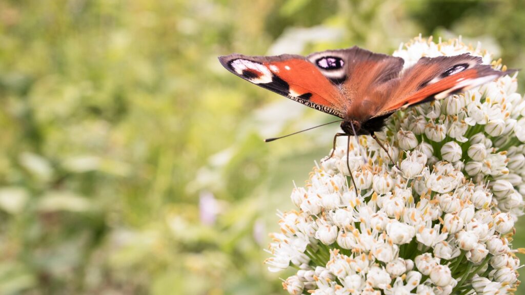 Tagpfauenauge saugt Nektar an weißen Blüten – wie lange leben Schmetterlinge wie dieser Falter?