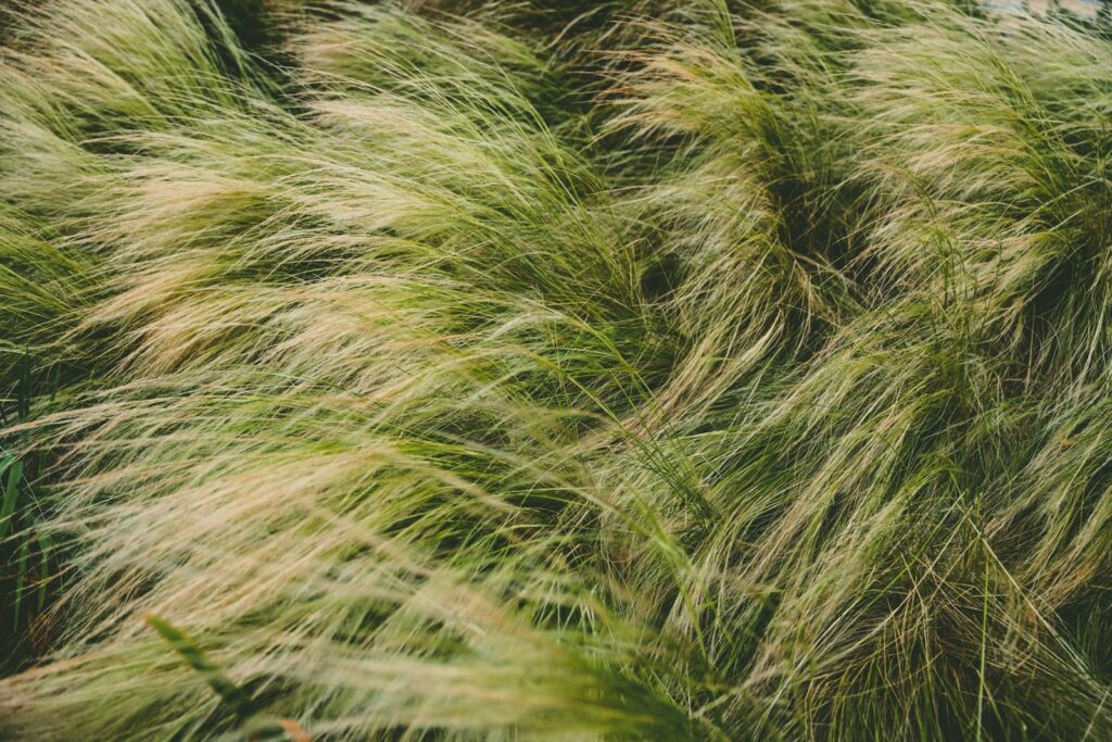 Ziergräser biegen sich im Wind, ein natürlicher Windschutz für den Balkon im Kübel