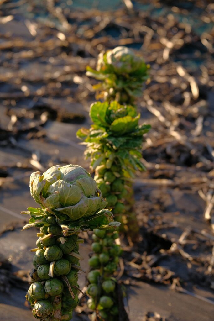 Rosenkohlpflanzen als Wintergemüse auf einem Feld