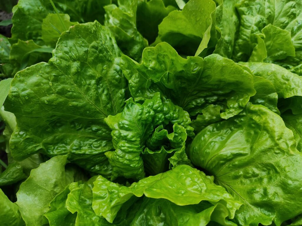 Salatpflanzen wachsen im Gartenbeet