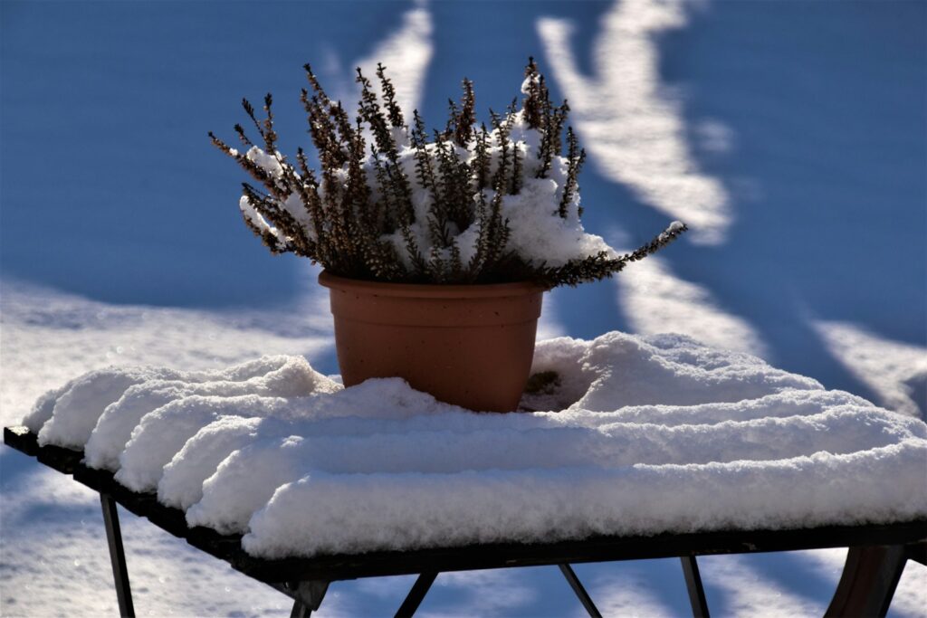 Kleine Kiefer im Tontopf mit Schnee – Zwergkoniferen sind robuste winterharte Balkonpflanzen