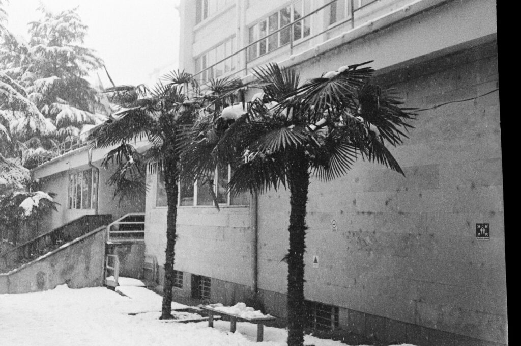 Schneebedeckte Palmen vor einem Gebäude: Winterharte Palmen überstehen auch Schnee und Frost