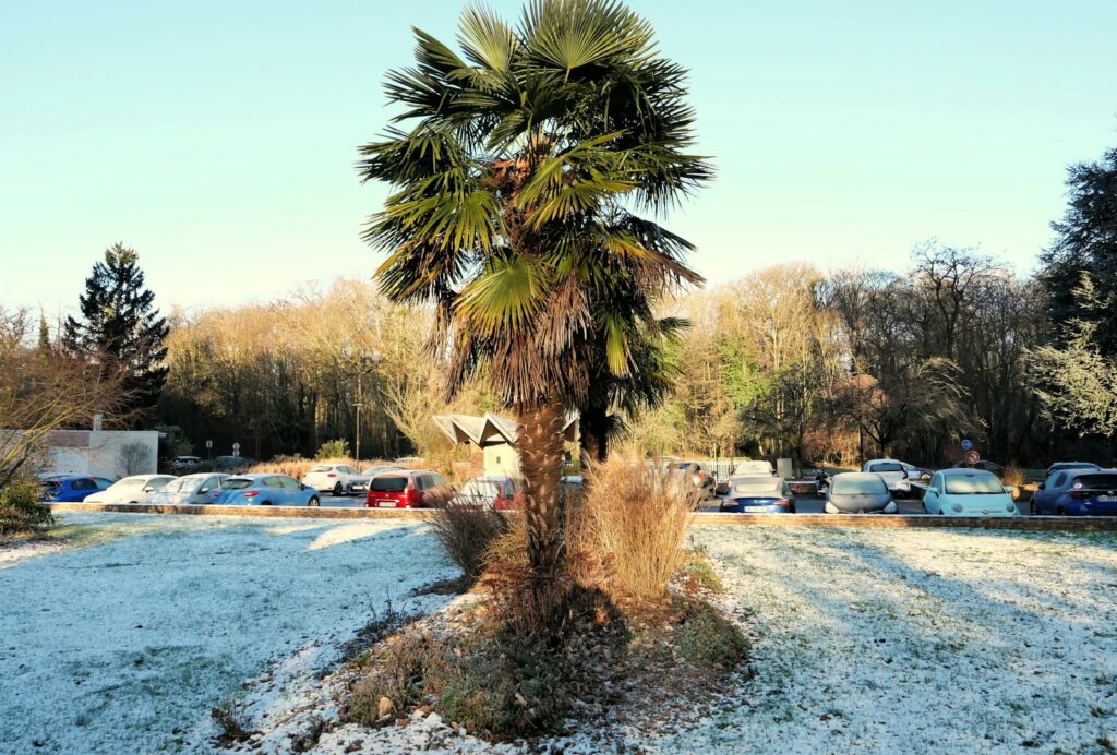 Hanfpalme auf einer mit Raureif bedeckten Wiese im Winter, ausgepflanzte winterharte Palmen