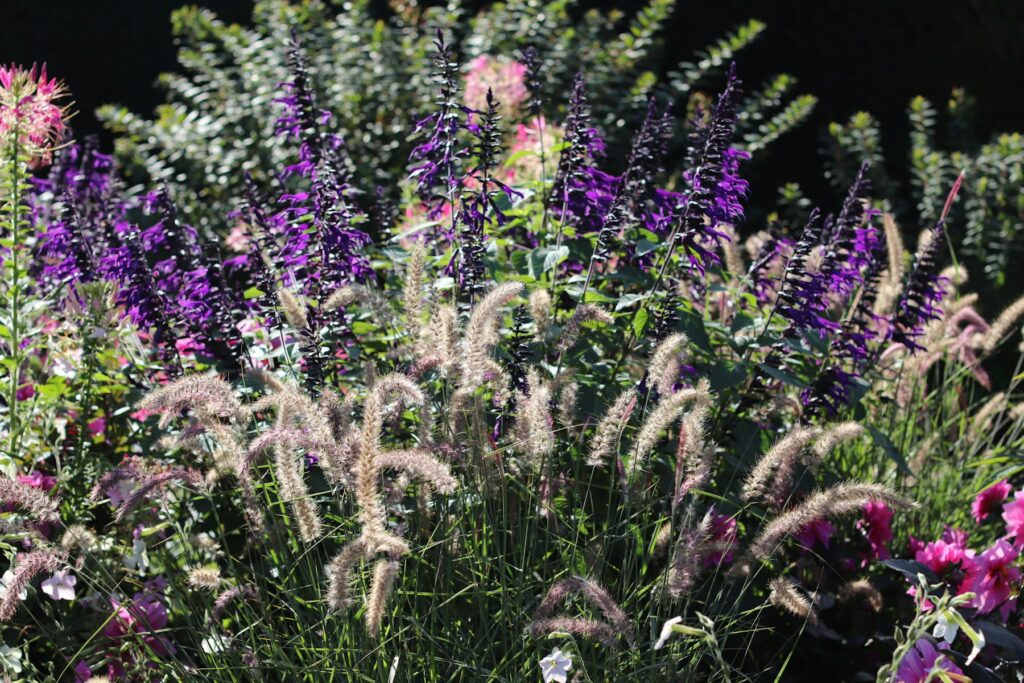 Staudenbeet mit violetten Blüten und Ziergräsern – winterharte Stauden bilden das Gerüst eines dauerhaften Beets