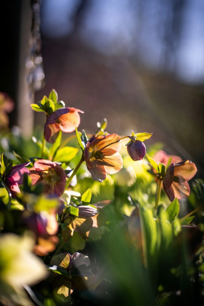 Rosa Lenzrosen im tiefstehenden Licht – winterharte Stauden blühen sogar am Ende des Winters