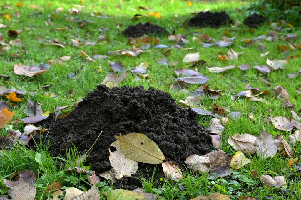 Mehrere runde Maulwurfshügel auf einem Rasen mit Herbstlaub – Abgrenzung, bevor du Wühlmäuse vertreiben willst