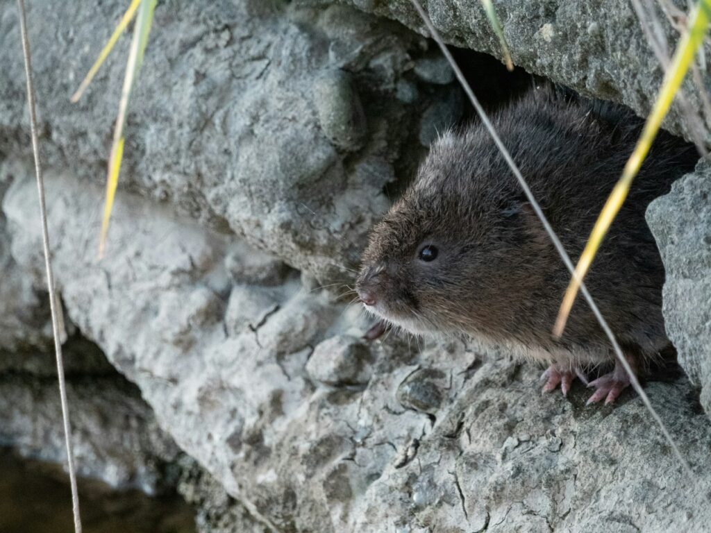 Schermaus schaut aus ihrem Erdloch – wer Wühlmäuse vertreiben will, muss die Tiere zuerst sicher erkennen