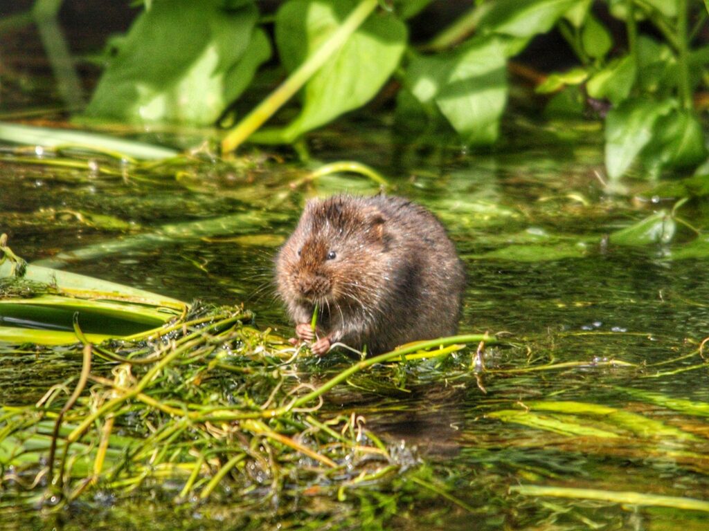 Schermaus frisst Pflanzen am Boden – Wühlmäuse ernähren sich von Wurzeln, Knollen und Zwiebeln