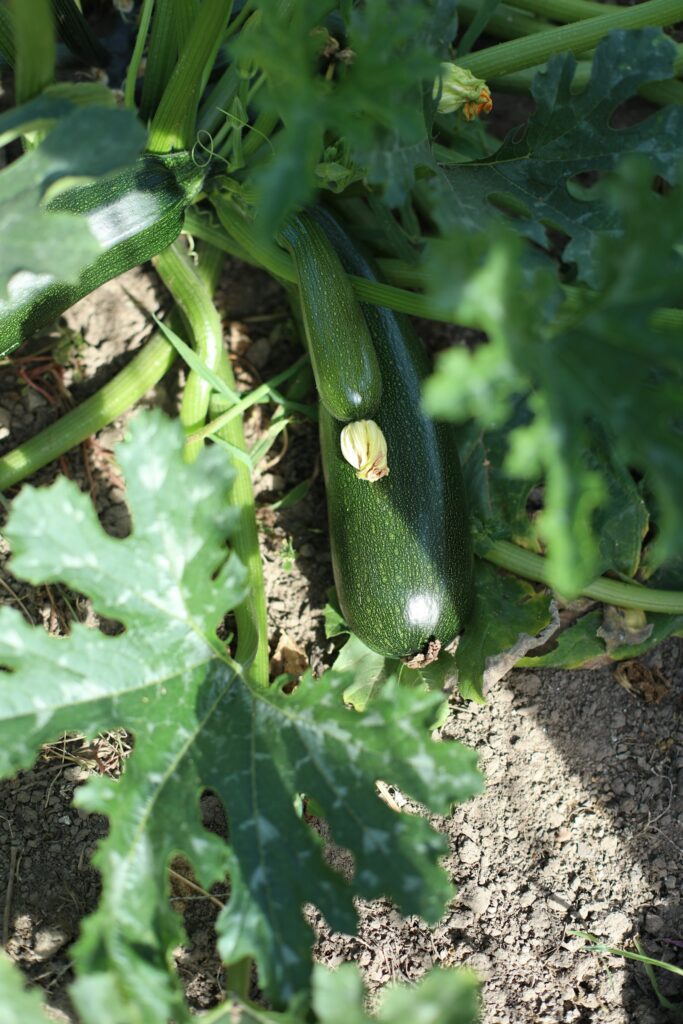 Zwei grüne Zucchini wachsen an einer Pflanze im Beet einige Wochen nach dem Zucchini pflanzen