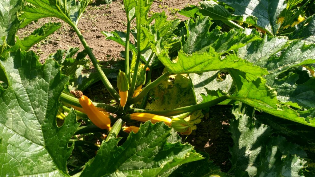 Gelbe Zucchini wächst zwischen großen Blättern im Gemüsegarten – Ergebnis vom Zucchini pflanzen