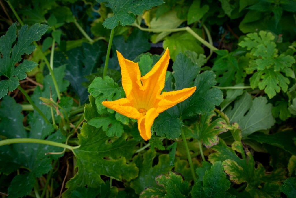 Gelb-orange Zucchiniblüte zwischen grünen Blättern im Gemüsegarten