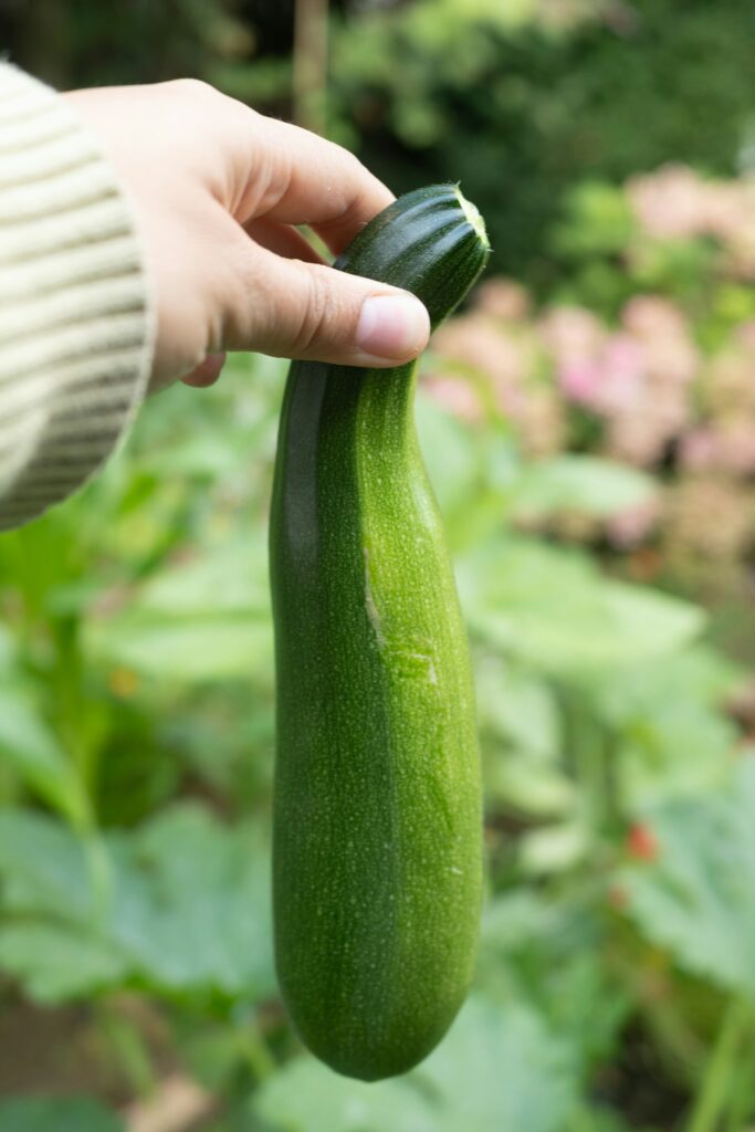 Hand hält frisch geerntete grüne Zucchini im Garten – Lohn für das Zucchini pflanzen im Mai