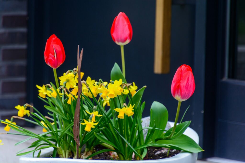Tulpen und Narzissen in einem Topf
